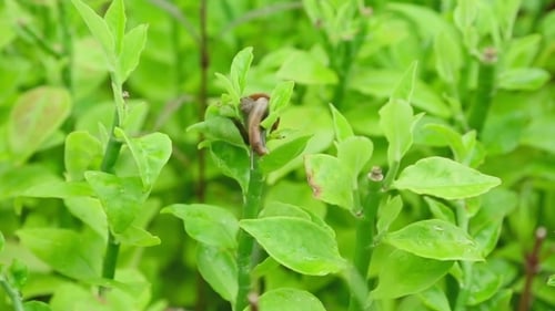 Garden Snail On a Branch