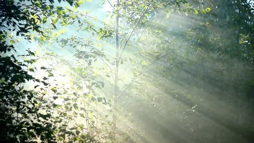 Wald im Nebel 10