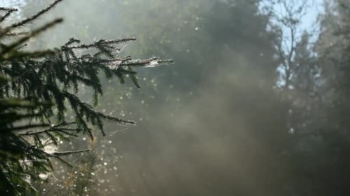 Wald im Nebel 15