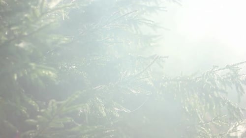 Forêt dans le brouillard 3