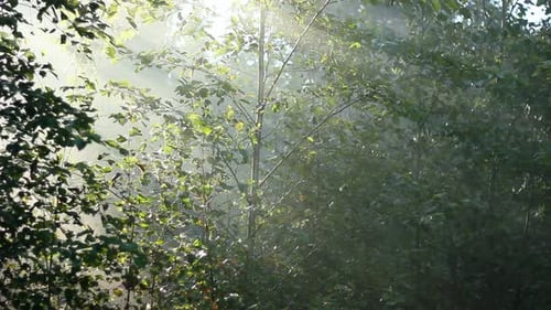 Wald im Nebel 4