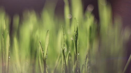 Close Up of Green Grass Swaying