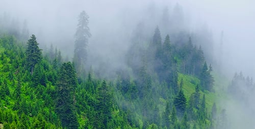 Forest 1