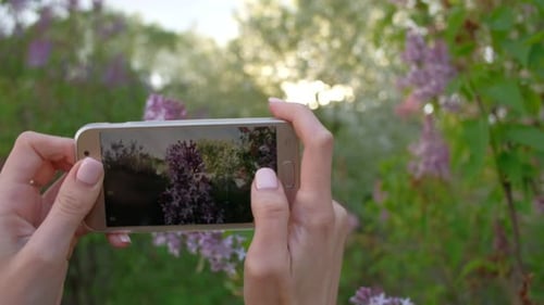 Woman Taking Pictures of Spring Lilacs on Phone