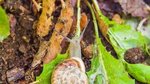 Slow Snail Crawling on Green Leaves