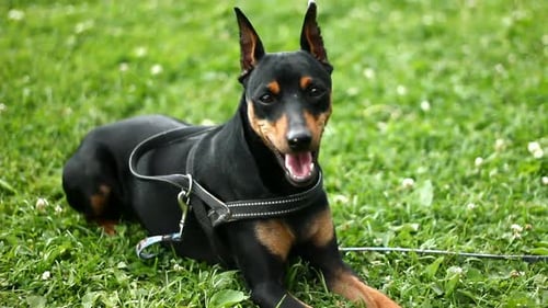Dog Panting on Green Grass, Wearing Harness