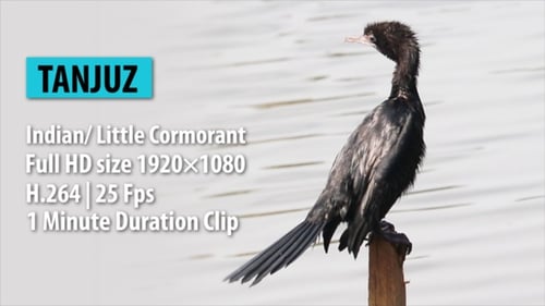 Cormorán indio/pequeño