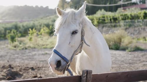Calm Horse in the Corral