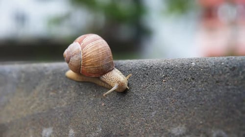 Burgundi Snail Gliding on the Asphalt