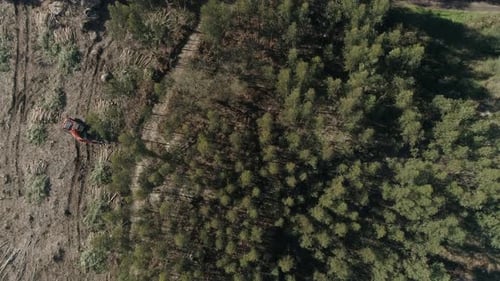 Ein Traktor zur Entwaldung arbeitet im Wald und fällt Bäume