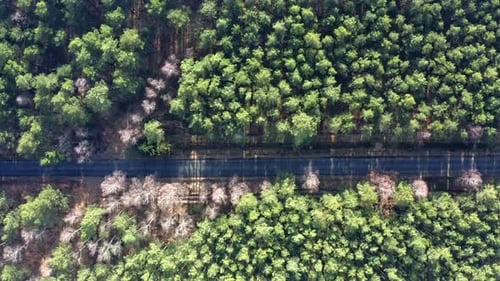 Aerial drone view of forest and road in sunny day
