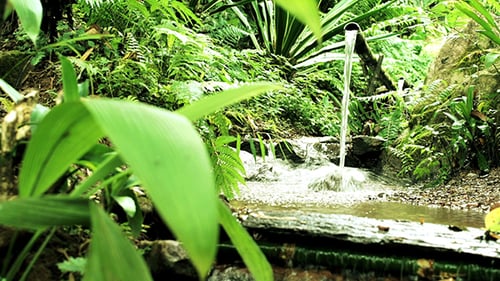 Água de bambu Feature 22