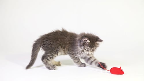 Cute Kitten Playing with a Toy Mouse