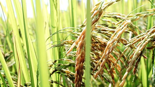 Rice Field 01