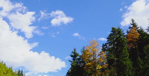 Clouds and Trees