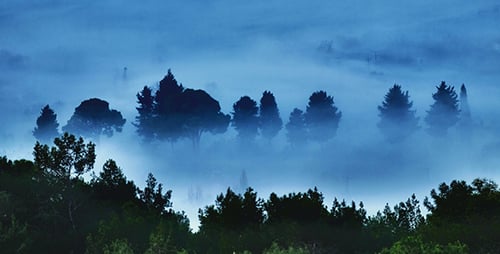Mystical View of Misty Evergreen Trees in Nature