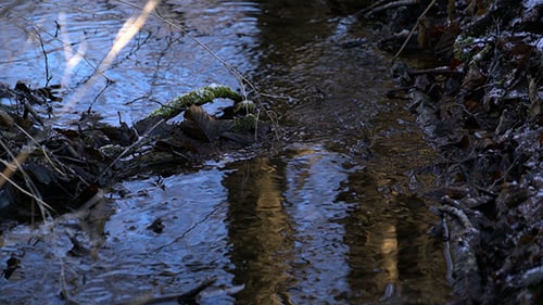 River Flowing thru Winter Forest
