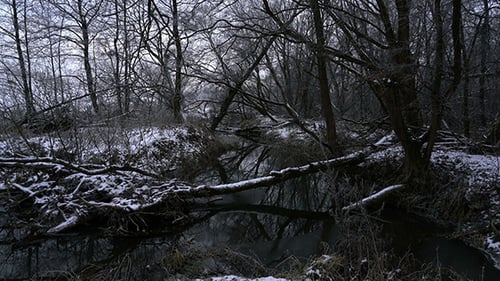 River Flowing through Winter Forest