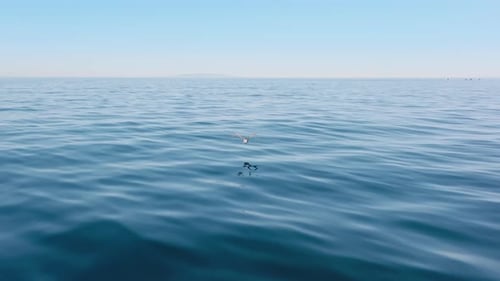 Aerial View of a Bird Spreading Its Wings and Flying Above the Water Surface