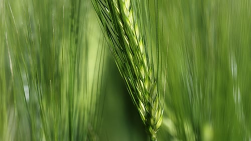 Wheat Swaying In The Wind