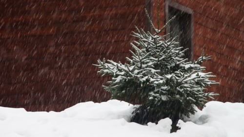 Der Schnee fällt und der Weihnachtsbaum.