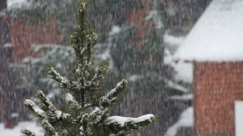 The Snow Is Falling And Christmas Tree.