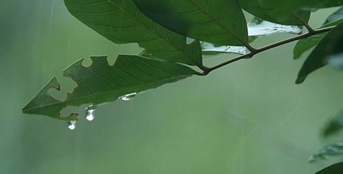 Blätter im Regen 3