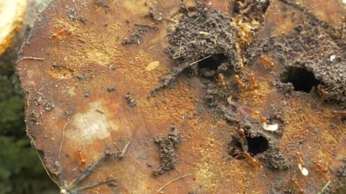 Red Ants Carrying Larvae in Log Colony