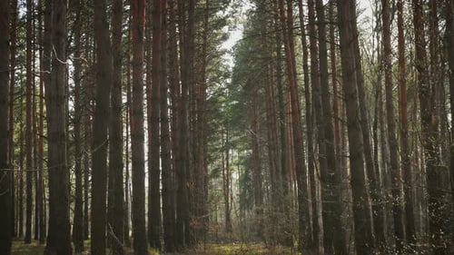 Sun Beams At The Pine Forest 14
