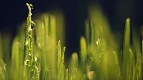 Close Up Of Green Grass With Water Droplets