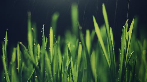 Rain Drops on Bright Green Grass