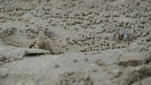 Crab