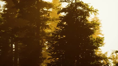Misty Forest Zum Aufstehen