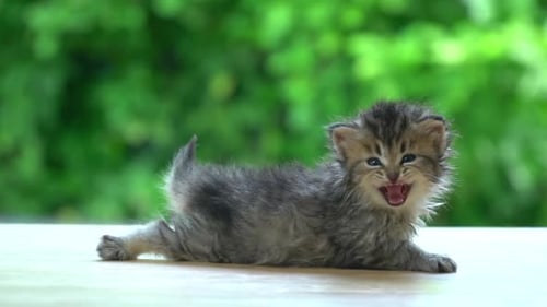 Cute Persian Kitten Lying On Table