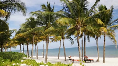 Tropical Beach With Palm Trees And Lounges 1