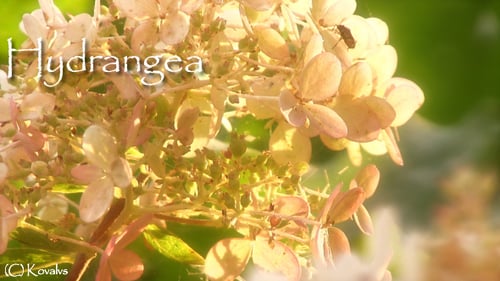 Hydrangea