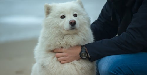 Northern Dog