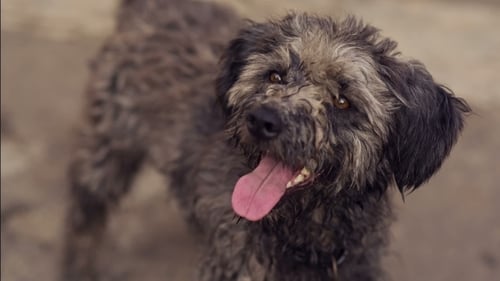 Gray Shaggy Dog with Tongue Hanging Out