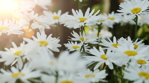 Camomile Flowers At Garden