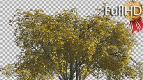 Green Tree Blowing in Wind with Alpha Channel