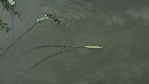 Frosch schiebt Blatt, das im Seewasser schwimmt