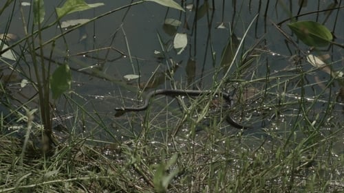 Moving Grass Snake, Natrix On Pond With Duckweed
