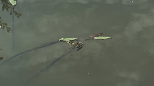 Frosch schwimmt an einem sonnigen Tag in einem grünen Teich