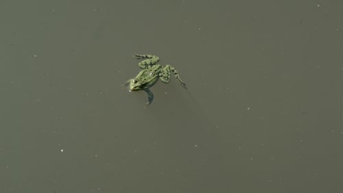 Frog Floating In a Pond