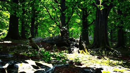 Trunk and Stone Covered with a Green Moss