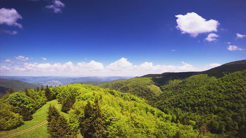 Forêt verte aérienne