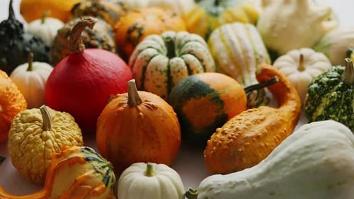 Colorful Assortment of Decorative Gourds for Autumn Season