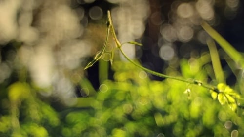 Sunlit Foliage and Bokeh Background