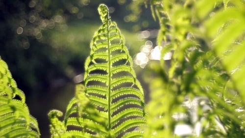 Ferns In The Forest
