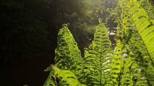 Ferns In The Forest